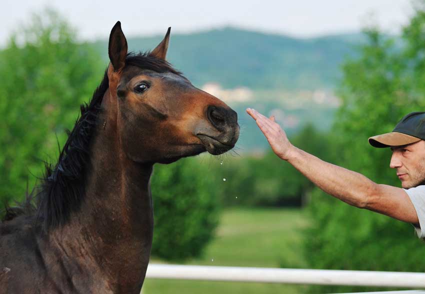 Horse and human relationship