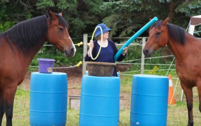 Learning with horses